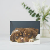 Carte Postale Pups (Debout devant)