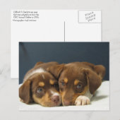 Carte Postale Pups (Devant / Derrière)