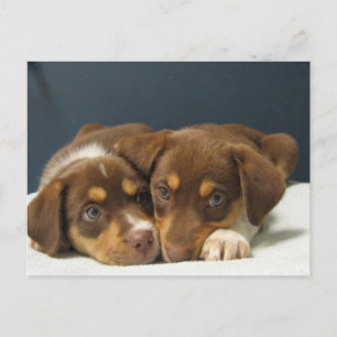 Carte Postale Pups