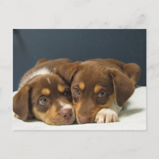 Carte Postale Pups (Devant)