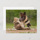 Carte Postale Pups de loup gris luttant (Devant / Derrière)