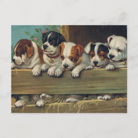 Carte postale Pups vintage (Devant)