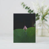 Carte Postale Pur (Debout devant)