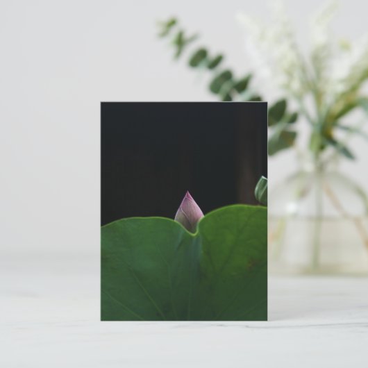 Carte Postale Pur (Debout devant)