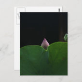 Carte Postale Pur (Devant / Derrière)