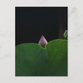 Carte Postale Pur (Devant)