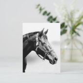 Carte Postale pur (Debout devant)