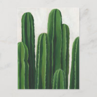 Pura Vida - Groupe Cactus