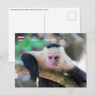 Carte Postale Pura vida pour le singe capucin à tête blanche