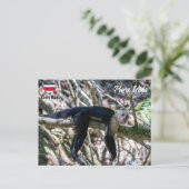 Carte Postale Pura vida pour le singe capucin à tête blanche (Debout devant)
