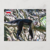 Carte Postale Pura vida pour le singe capucin à tête blanche (Devant)