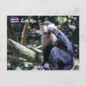 Carte Postale Pura vida pour singe capucin à tête blanche (Devant)