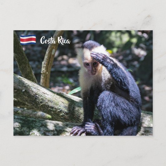 Carte Postale Pura vida pour singe capucin à tête blanche (Devant)