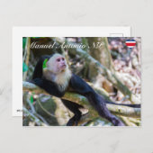 Carte Postale Pura vida pour singe capucin à tête blanche (Devant / Derrière)