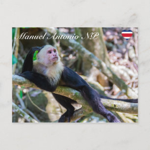 Carte Postale Pura vida pour singe capucin à tête blanche