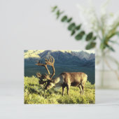 Carte postale pure (Debout devant)