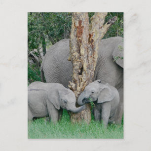 Carte Postale Pure Bliss