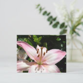Carte postale Pure Rose Lily (Debout devant)