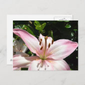 Carte postale Pure Rose Lily (Devant / Derrière)