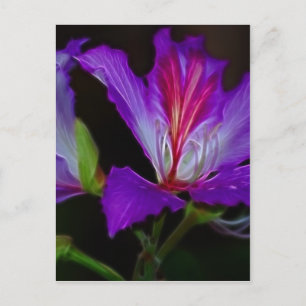 Carte Postale Pureté