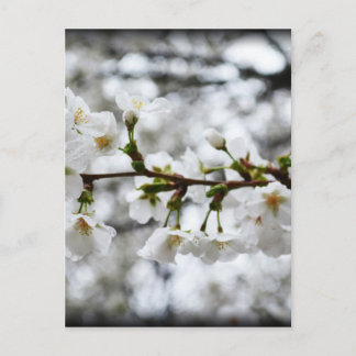 Carte Postale Pureté douce