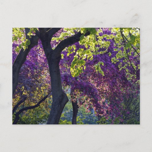Carte Postale Purple (Devant)