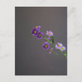 Carte postale Purple Aster (Devant)