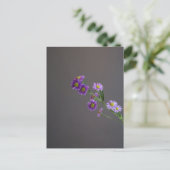 Carte postale Purple Aster (Debout devant)