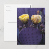 Carte Postale Purple Cactus Flowers Yellow Blooms (Devant / Derrière)