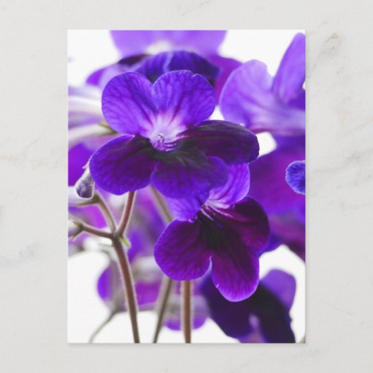 Carte Postale Purple Cape Primrose Fleurs (Devant)