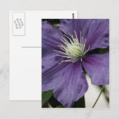 Carte postale Purple Clematis (Devant / Derrière)