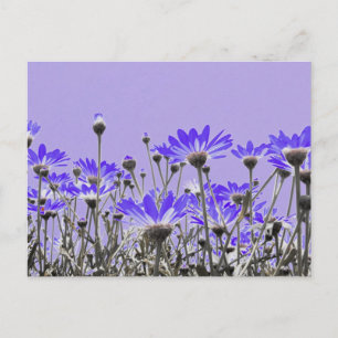 Carte Postale Purple Daisies