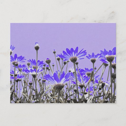 Carte Postale Purple Daisies (Devant)