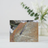 Carte Postale Purple Damselfly Nature Photo (Debout devant)