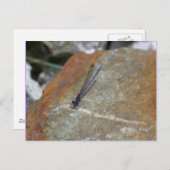 Carte Postale Purple Damselfly Nature Photo (Devant / Derrière)