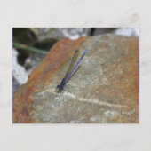 Carte Postale Purple Damselfly Nature Photo (Devant)
