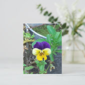 Carte Postale Purple et Yellow Pany (Debout devant)