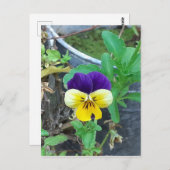 Carte Postale Purple et Yellow Pany (Devant / Derrière)