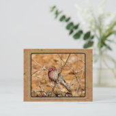 Carte Postale Purple Finch (Debout devant)