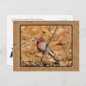 Carte Postale Purple Finch (Devant / Derrière)