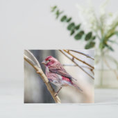 Carte Postale Purple Finch (Debout devant)