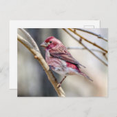 Carte Postale Purple Finch (Devant / Derrière)