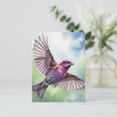 Carte Postale Purple Finch en vol (Debout devant)