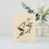 Carte Postale Purple Finch - John J. Audubon's Birds of America (Debout devant)