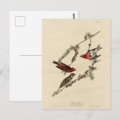 Carte Postale Purple Finch - John J. Audubon's Birds of America (Devant / Derrière)
