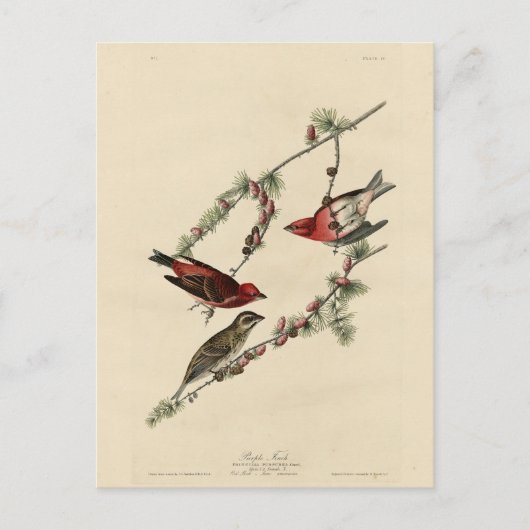 Carte Postale Purple Finch - John J. Audubon's Birds of America (Devant)