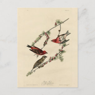 Carte Postale Purple Finch - John J. Les oiseaux d'Amérique d'Au
