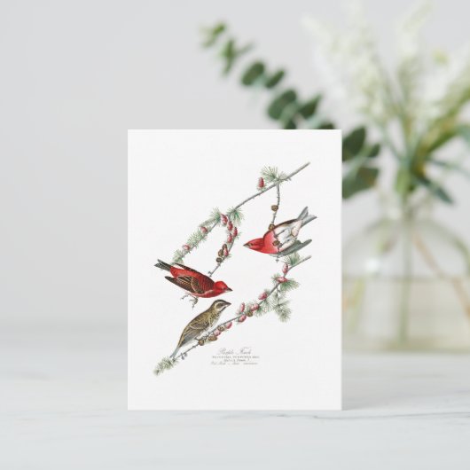 Carte Postale Purple Finch John James Audubon Oiseaux d'Amérique (Debout devant)