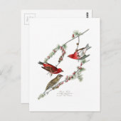 Carte Postale Purple Finch John James Audubon Oiseaux d'Amérique (Devant / Derrière)