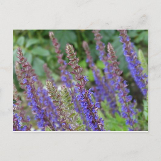 Carte Postale Purple flowers postcard (Devant)